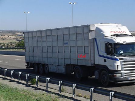 Ganados Casals camión de transporte en movimiento