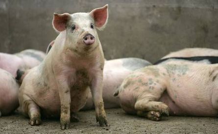 Ganados Casals cerdos en granja
