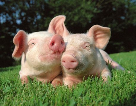 Ganados Casals pareja de cerdos acostados